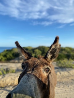 Leisure Chronicles: Baja Mexico Burro